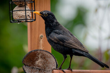 A male blackbird feeding on suet fat balls in a garden bird feeder