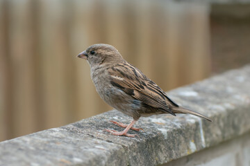 A fledgling house sparrow on a garden wall