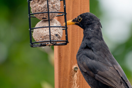 A male blackbird feeding on suet fat balls in a garden bird feeder