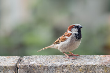 Male house sparrow on garden wall