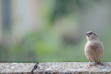 Juvenile house sparrow on garden wall looking left at lots of copy space