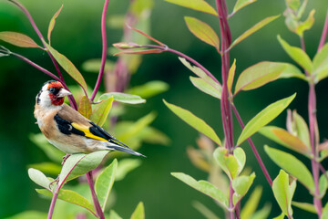 Goldfinch in garden honeysuckle