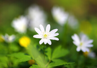 white anemone flower macro