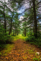 Fototapeta premium path in the forest