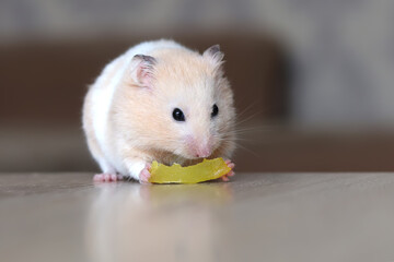 Cute and funny fluffy Syrian hamster eating fruit on a light background. Home favorite pet.