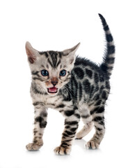 bengal kitten in studio