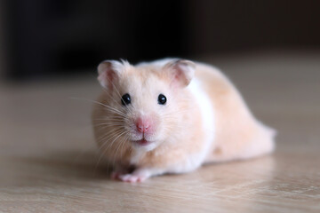 Cute and funny fluffy Syrian hamster looks at the camera on a light background. Home favorite pet.