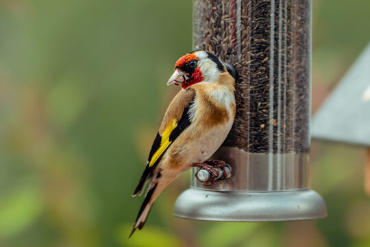 Cute goldfinch looking at camera perched on nyjer seed tube feeder