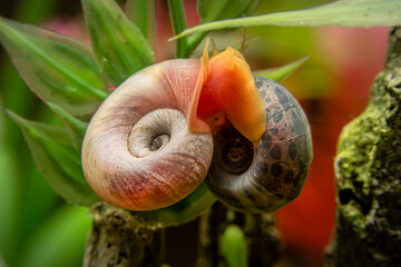 A pink and leopard ramshorn snail mating in freshwater aquarium
