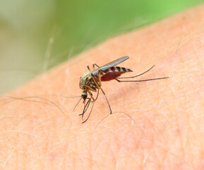mosquito drinks blood - macro shot