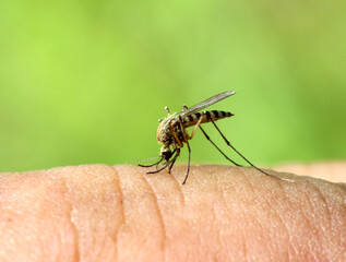 mosquito drinks blood - macro shot