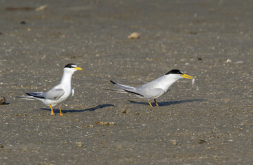 A pair of least terns (Sternula antillarum) at the ocean beach, Galveston, Texas, USA.