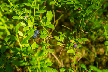 Blueberries on bushes in the forest