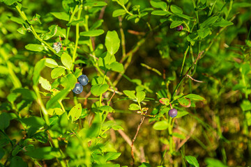 Blueberries on bushes in the forest