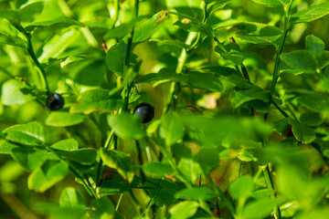 Fototapeta na wymiar Blueberries on bushes in the forest