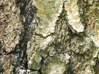 bark of an old birch tree is an excellent natural background