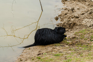 Black beaver rat or nutria at the farm near the lake