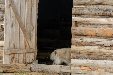 A white pony in the stall of a farm