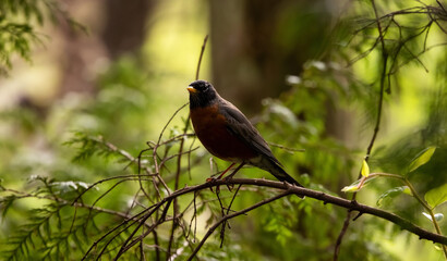 American Robin, small bird, sitting on a branch in a green forest. Spring Season. British Columbia, Canada.