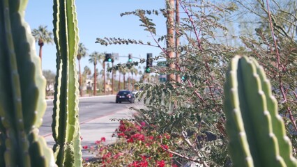 Palm trees, flowers and cactus, sunny Palm Springs city street, vacations resort near Los Angeles,...