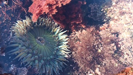 Naklejka na ściany i meble Sea anemone tentacles, tide pool water, anemones mouth macro. Tidepool wildlife, aquatic marine organism. Exotic actiniaria polyp animal underwater. Littoral intertidal zone fauna, California low tide