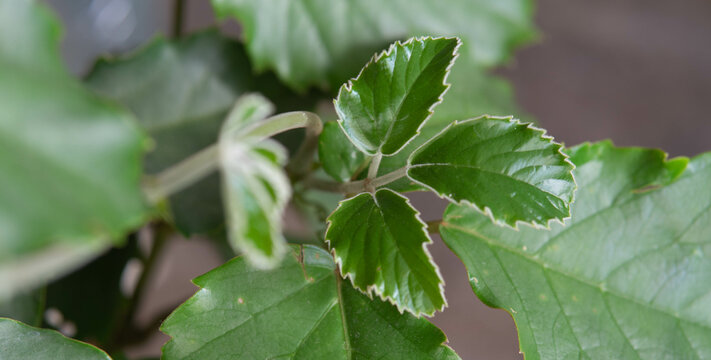 Tetrastigma voinierianum. Vitaceae.