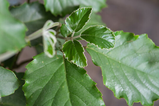 Hojas de la Tetrastigma voinierianum. Vitaceae.