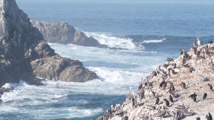 Flock of brown pelicans on cliff, rocky island in ocean, Point Lobos landscape, Monterey wildlife, California coast, USA. Big waves crashing, birds flying. Many pelecanus nesting, wild animals colony.