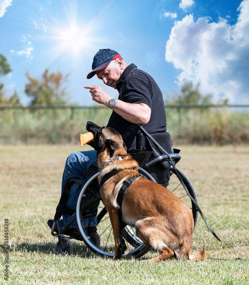 Canvas Prints training of belgian shepherd