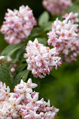 beautiful pink Deutzia flowers in summer cottage garden