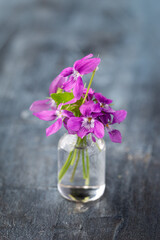 wild purple violets flower bouquet in small vase on rustic grey background