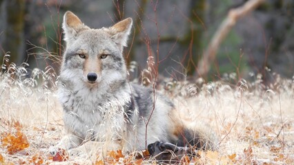 Wild furry wolf, gray coyote or grey coywolf, autumn forest glade, Yosemite national park wildlife,...