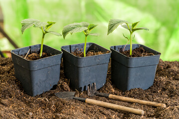 composition with seedlings and gardening tools on soil, space for text
