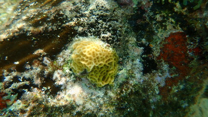 Lowrelief saucer coral or lowrelief lettuce coral (Agaricia humilis) undersea, Caribbean Sea, Cuba, Playa Cueva de los peces