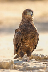 Juvenile Bateleur Eagle, Kgalagadi