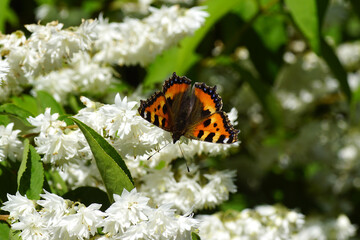 Small tortoiseshell (Aglais urticae, family Nymphalidae on white flowers of the shrub Deutzia of the family Hydrangeaceae. June, Dutch garden.
