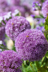 Allium purple bulbs