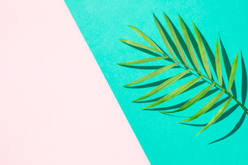 Tropical palm leaves at pink and green background, summer background.