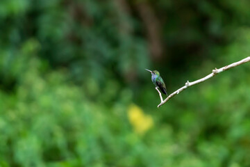 bird