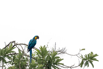 manu national park