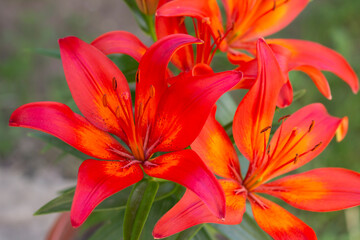 red lily flower