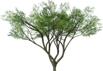 Front view of Plant ( Acacias 1) Tree png illustration vector	