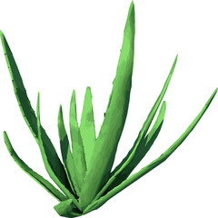 Front view of Plant (Aloe Vera) Tree png illustration vector