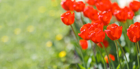 Beautiful red tulips growing in a flower bed