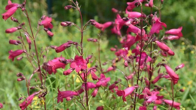 Natural background with pink flowers of beardtongues swinging in the wind