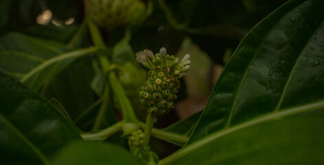 nature fruit with ants