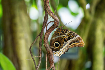 Owl Butterfly (Caligo memnon) posing on tree showing false eyesposts closeup.