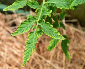 tomato leaf with yellow spots close-up. The natural texture of the leaf. Problems with organic...