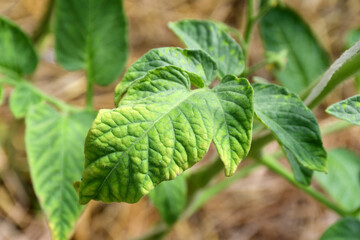 tomato leaf with yellow spots close-up. The natural texture of the leaf. Problems with organic...
