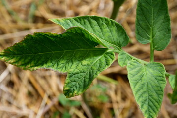 tomato leaf with yellow spots close-up. The natural texture of the leaf. Problems with organic tomato cultivation due to lack or excess of irrigation and nutrients, viral or fungal whiteness of plants